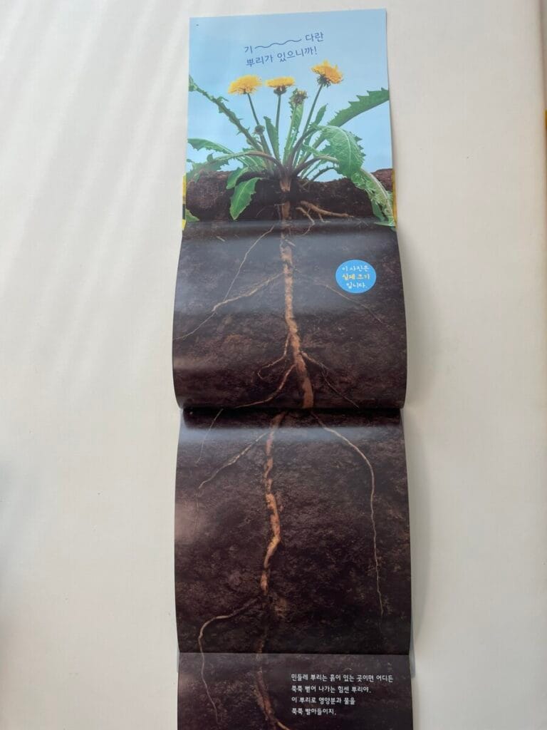 아람이랑 민들레